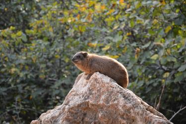 Le Daman (Proverbe 30,26) à Césaré de Philippe (45 minutes de l'Oasis)