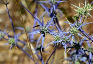Fleur du Mont Hermon