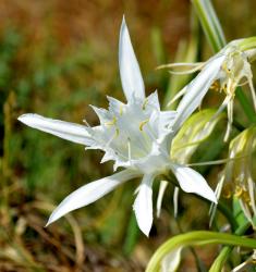 Fleur des plages de Saint Jean d'Acre