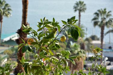 Les Perroquets de l'Oasis