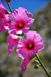 Wadi Amoun Canyon (20 minutes de l'Oasis) : Fleur